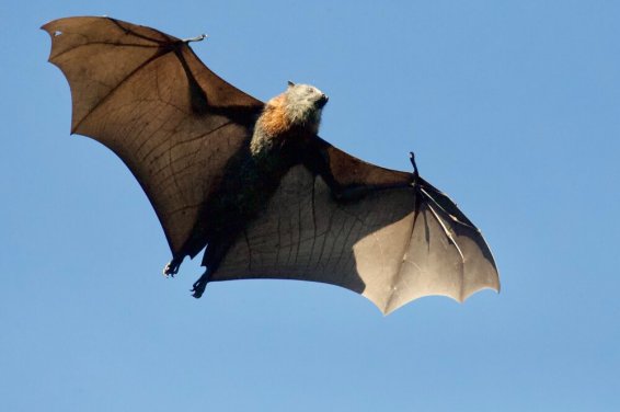A new genetic analysis of the Wuhan virus may be related to bat-derived coronaviruses